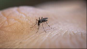 Mosquito Aedes aegypti - Getty Images