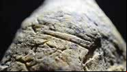 Vestígios humanos encontrados na Romênia - Divulgação/Nature Communications/Curran et al.