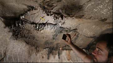 Arqueólogos descobriram uma moeda romana e escrituras no teto da Cova de les Dones - Divulgação/Universidad de Alicante