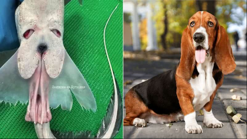 Roman Fedortsov encontrou criatura bizarra parecida com cão basset - Reprodução/Instagram/@rfedortsov_official_ e Getty Images