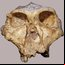 Um crânio de P. robustus que foi estudado quanto às características dentárias