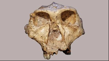 Um crânio de P. robustus que foi estudado quanto às características dentárias - Divulgação/Ian Towle
