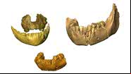 Reconstrução 3D de fósseis de mandíbula e maxila utilizados na pesquisa - Divulgação/CNRS