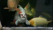 Bob, carpa koi com "rosto humano" - Reprodução
