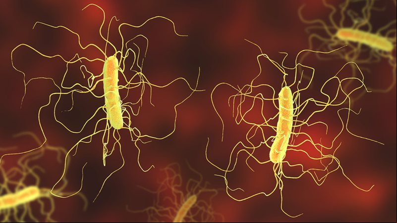 Casos de febre tifoide atingem nível recorde no Reino Unido - Getty Images