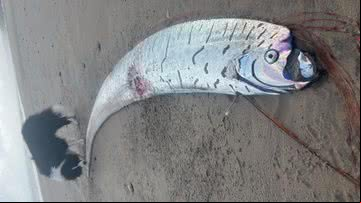 Fotografia de 'peixe do fim do mundo' na costa da Tasmânia - Divulgação/Sybil Robertson