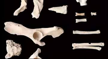 Ossos do cão encontrados na Arábia Saudita - Divulgação/AlUla, Discovery and the University of Western Australia