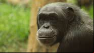 Imagem de Djamila Çamdenviren por Pixabay - Imagem ilustrativa de chimpanzé