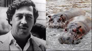 O narcotraficante Pablo Escobar (esq.) e imagem ilustrativa de hipopótamos (dir.) - Divulgação/Reprodução/Pixabay/Joleńka
